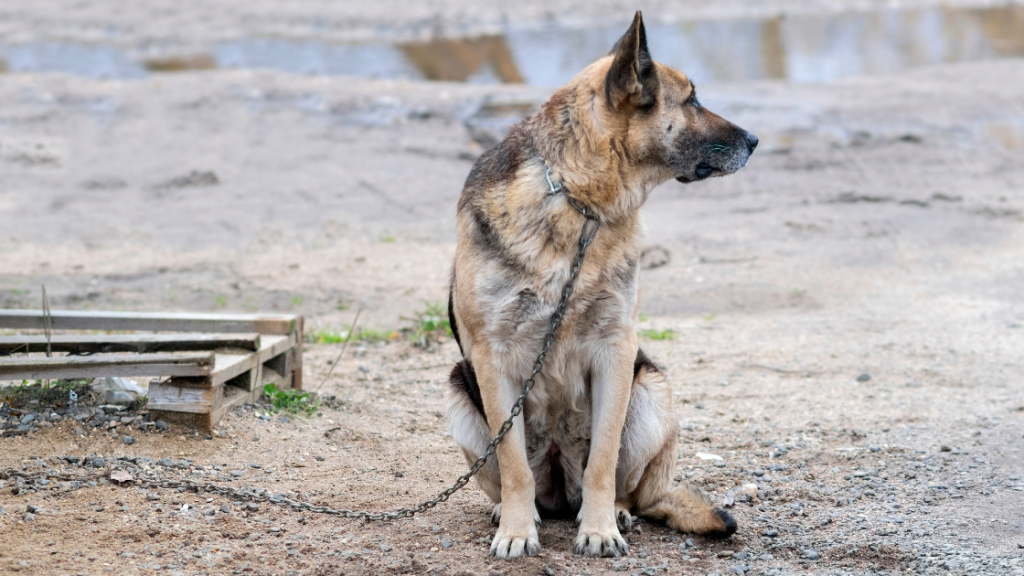 nassau-county-dog-tethering-law